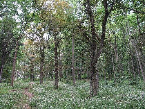 Hadwen Arboretum