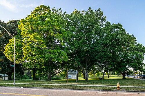 Institute Park